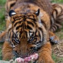 slides/IMG_1475.jpg wildlife, feline, big cat, cat, predator, fur, tiger, cub, sumatran, eye WBCW58 - Sumatran Tiger Cub
